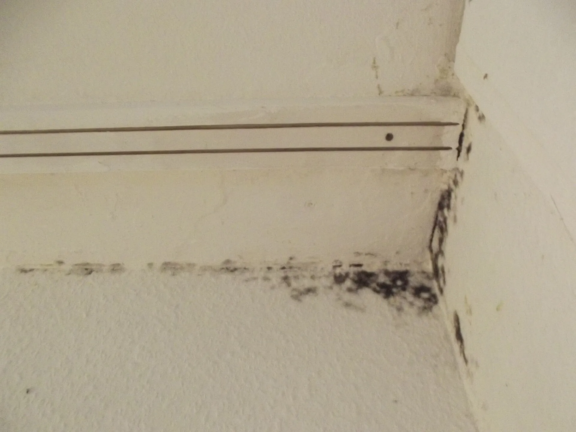 Moisissure noire à la jonction d'un mur blanc et du plafond, plus dense dans l'angle