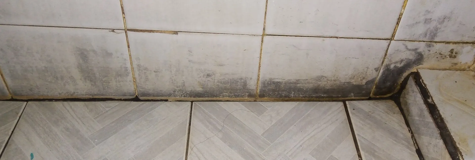 Moisissure noire sur les joints et le bas d'un mur carrelé, dans l'angle d'une salle d'eau